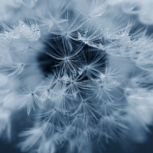 seed head-print-limited-edition