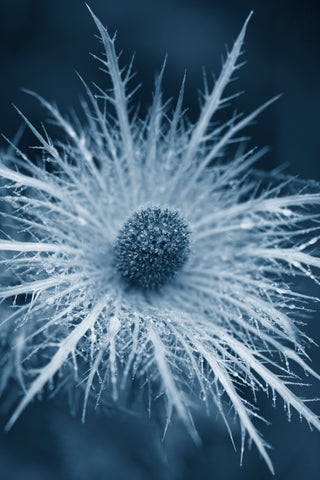 sea-holly-photographic-print-close-up