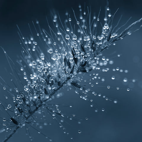 close-up- ornamental-grass- water - droplets