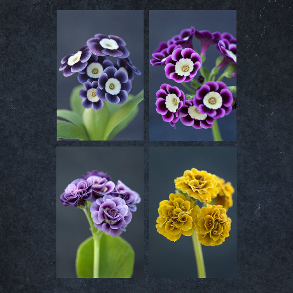 Greeting Cards Selection Pack - Primula Auricula