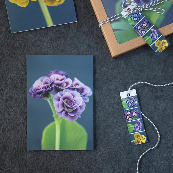 Greeting Cards Selection Pack - Primula Auricula