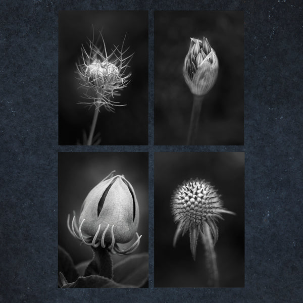Black and white images of floral buds for greeting cards
