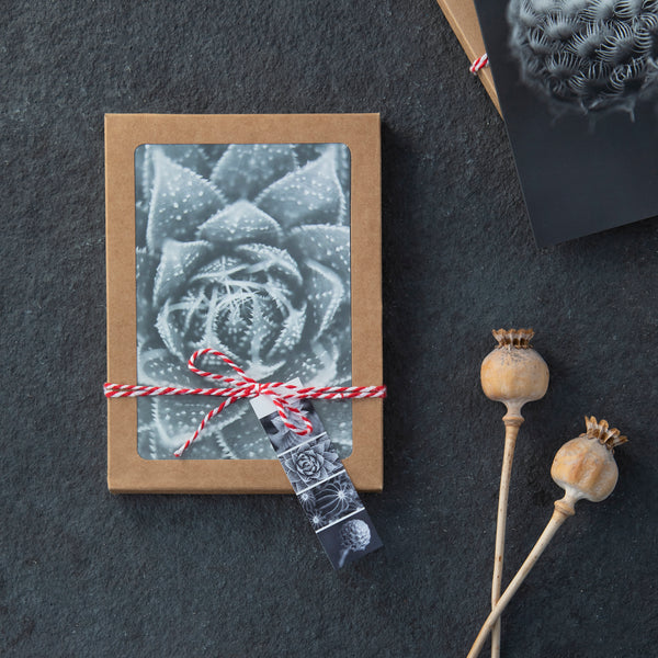 Black and white succulent greeting cards in a craft box