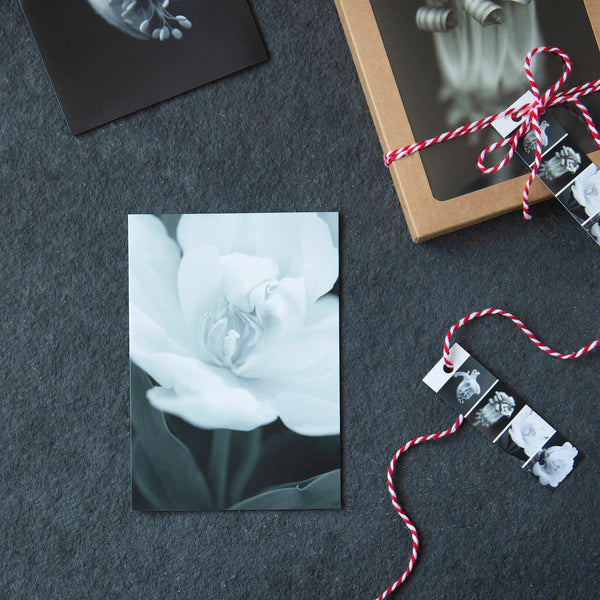 Black and white tulip greeting card