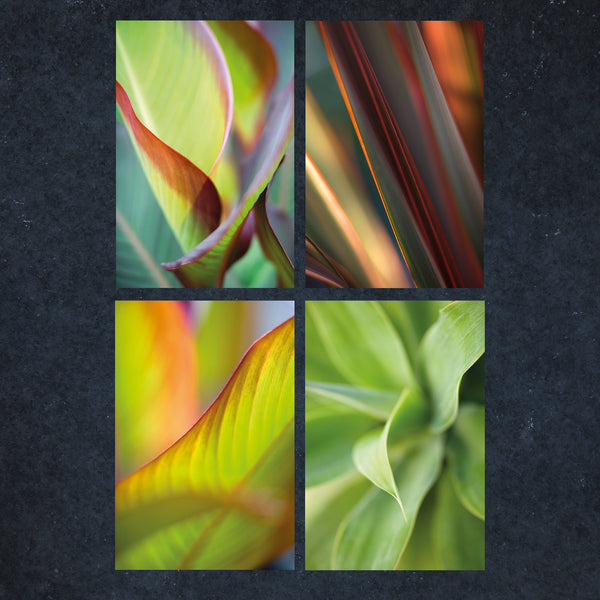 four close-up images of colourful and exotic leaves for A6 greeting cards