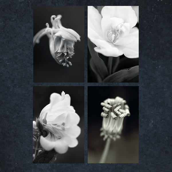 Four black and white images flowers opening up 