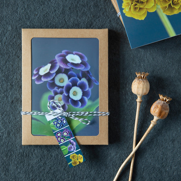 selection of greeting cards with primula auricular flowers in a craft box