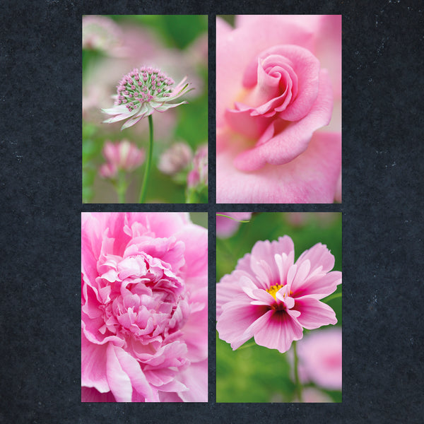Four close-up pink flower images for greeting cards
