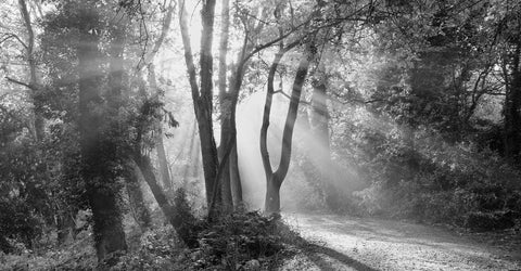 landscape-black and white- 