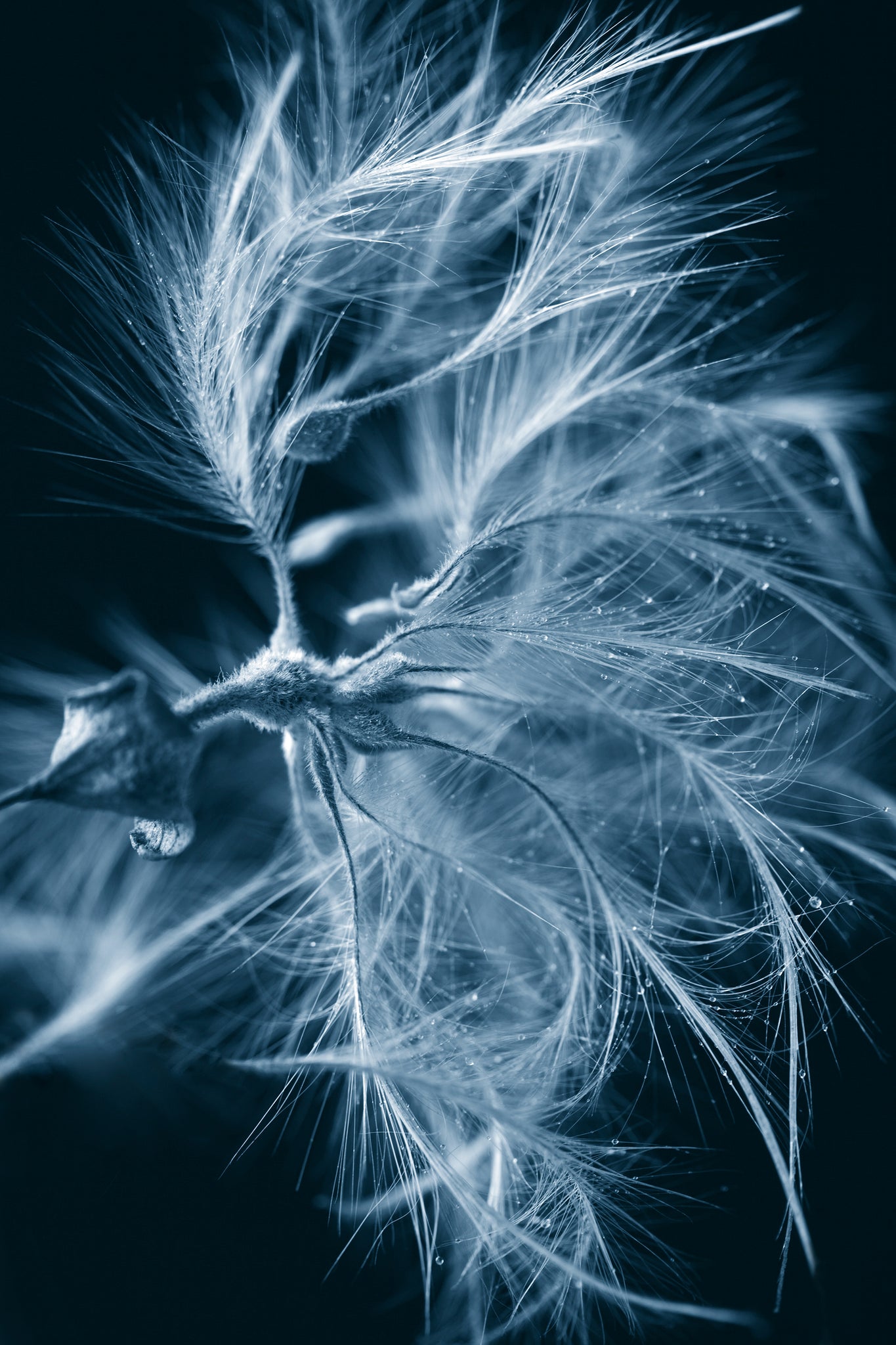 close-up-photography