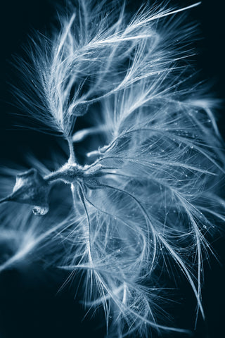 close-up-photography