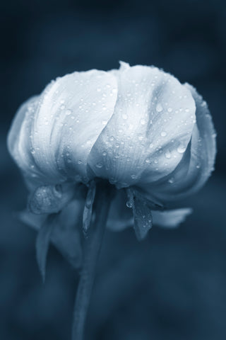 Peony