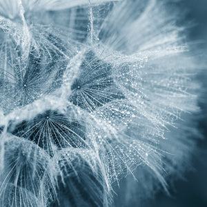 Salsify