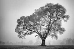 Oak tree in the mist - Beckenham Place Park, London -