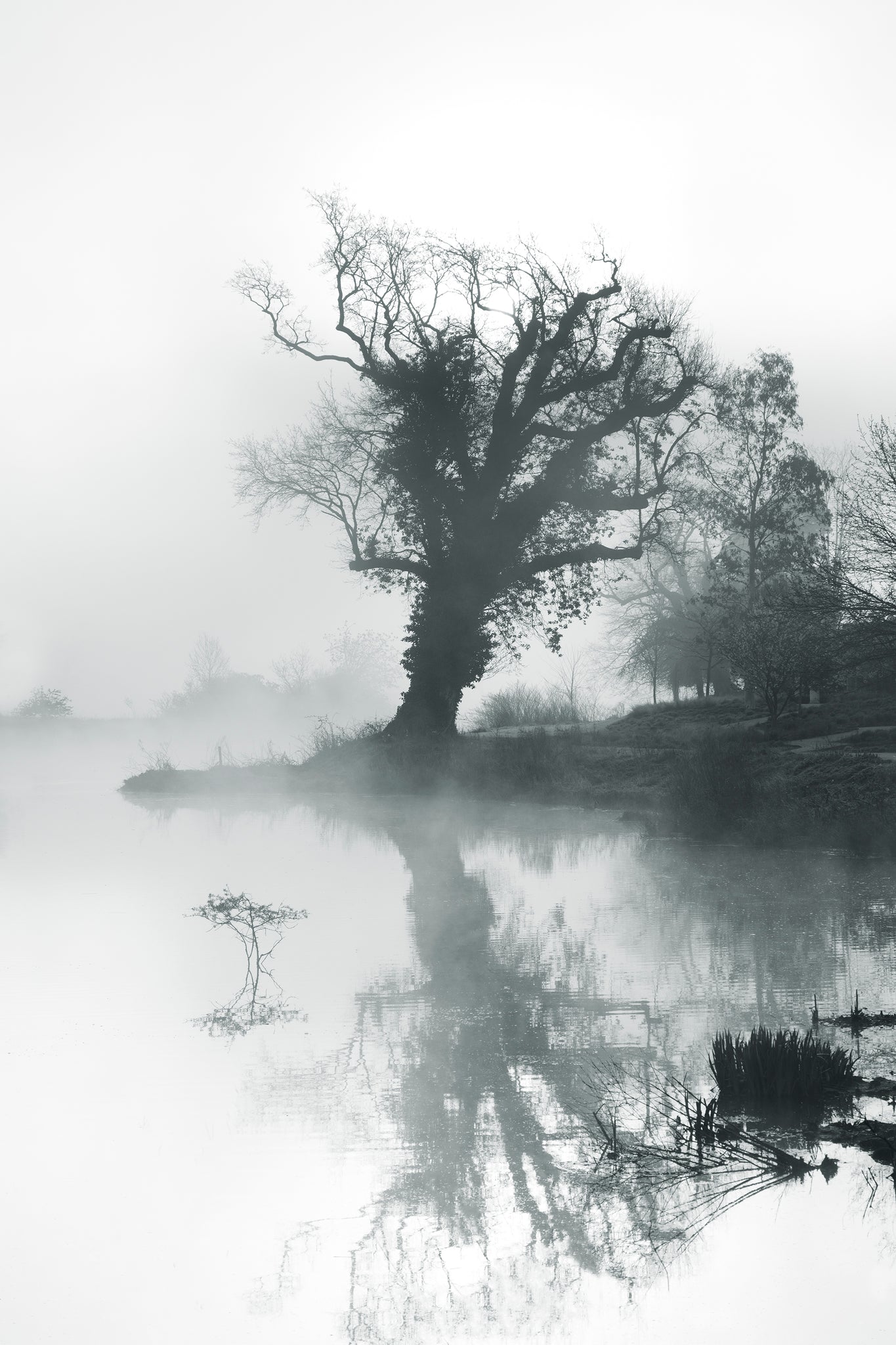 Misty morning, Portrait, Hever Castle, Kent -