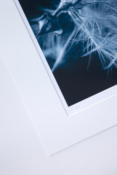 clematis-print-close-up