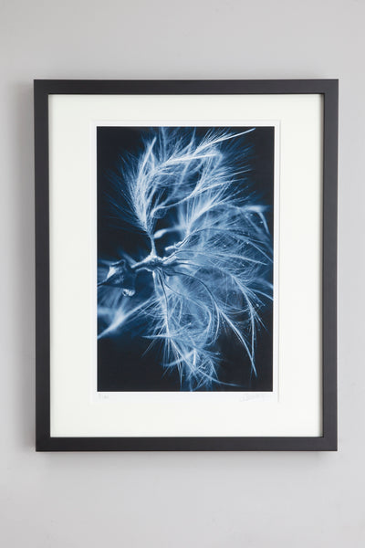 Clematis vitalba - photographic print