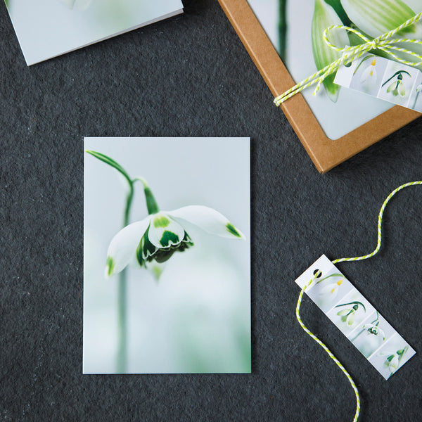 A6 close-up snowdrop greeting card