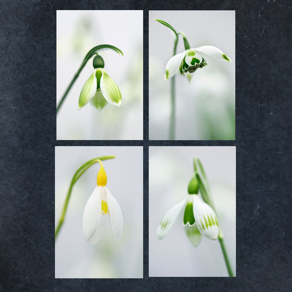 close-up snowdrop images for greeting cards