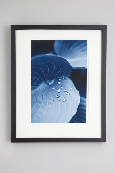 Hosta - photographic print