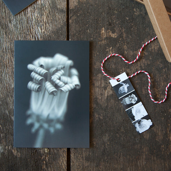 Greeting Cards Selection Pack - Opening Up