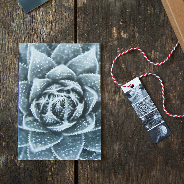 Greeting Cards Selection Pack - Prickles