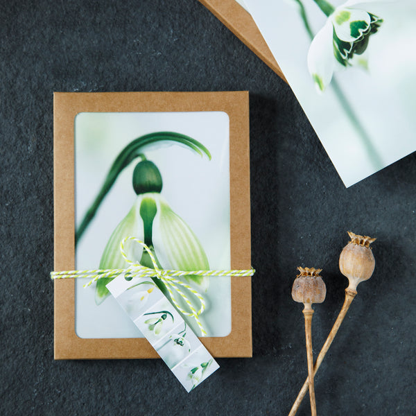 Selection of snowdrop greeting cards in a craft box